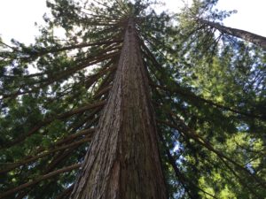 large tree