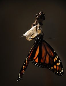 transfrom yourself like a butterfly