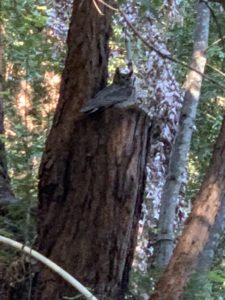 adult great horned owl